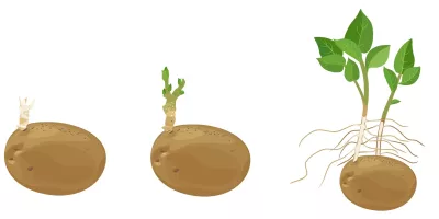 Wachstum-Kartoffel-3